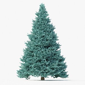 Abies No 1