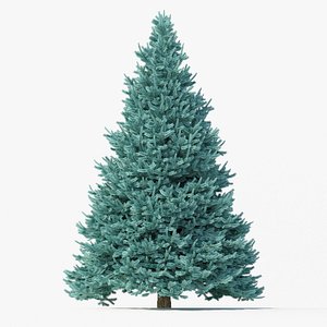 Abies No 1