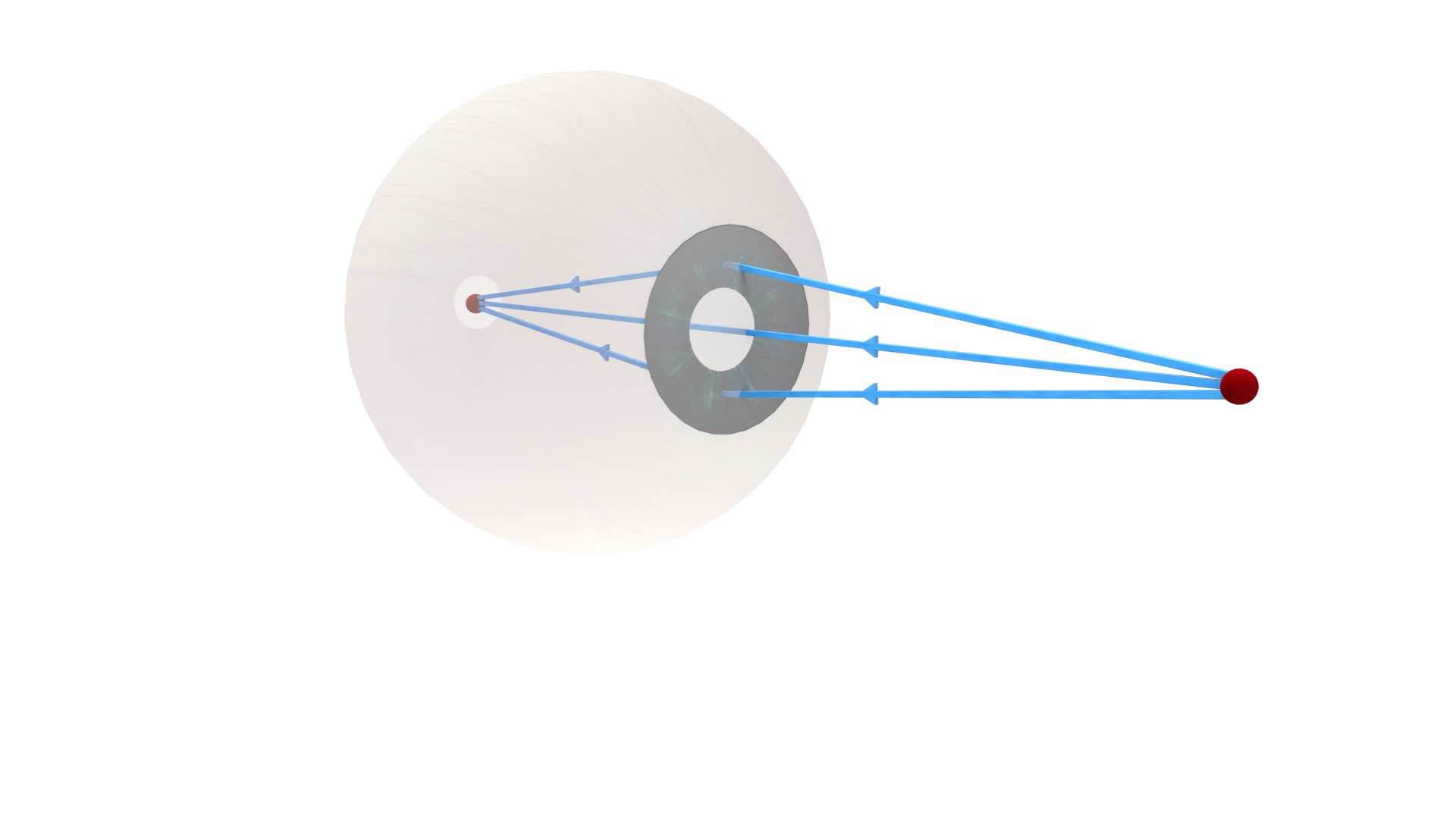 3D Near Point Of Eye - TurboSquid 2139340