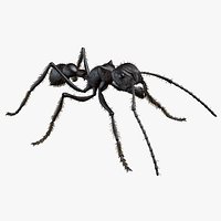 Realistic Bullet Ant