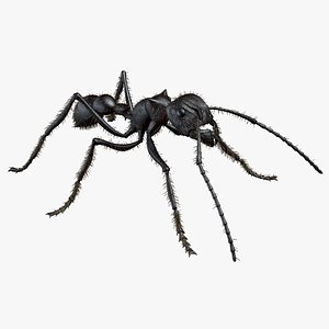 Realistic Bullet Ant