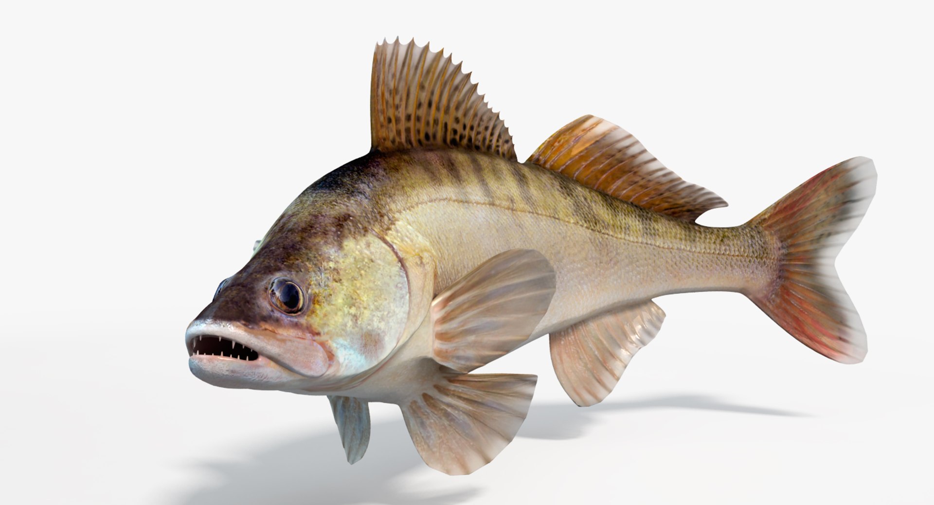 3d model zander fish animation