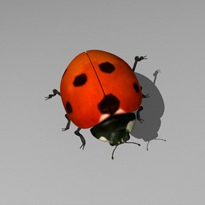 3ds ladybug beetle