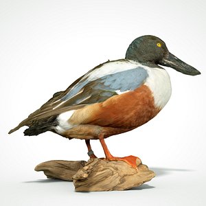 Slobeend Anas clypeata Duck Bird Anatidae
