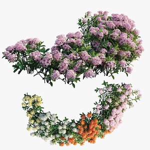 Ixora plant set 20
