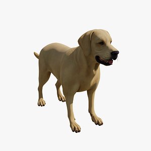 3D LabradorRetriever