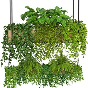 Indoor Hanging Plants - Set 04