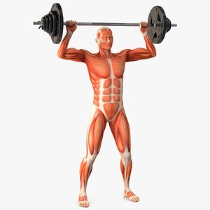 Anatomy Male Muscular System Shoulder Press Animated Rigged for Cinema 4D