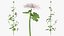 Malva Schneewittchen