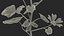 Malva Schneewittchen