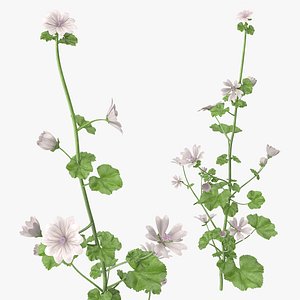 Malva Snow White