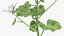 Malva Schneewittchen