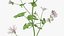 Malva Schneewittchen