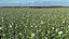 Malva Schneewittchen