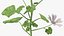 Malva Schneewittchen
