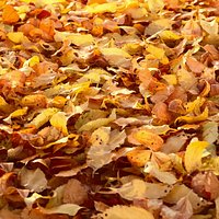 Autumn Leaves