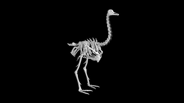 特大！ ダチョウ Ostrich の頭骨 ☆即納☆ 特大！ ダチョウ Ostrich の頭骨 - 頭骨・骨格標本・剥製販売