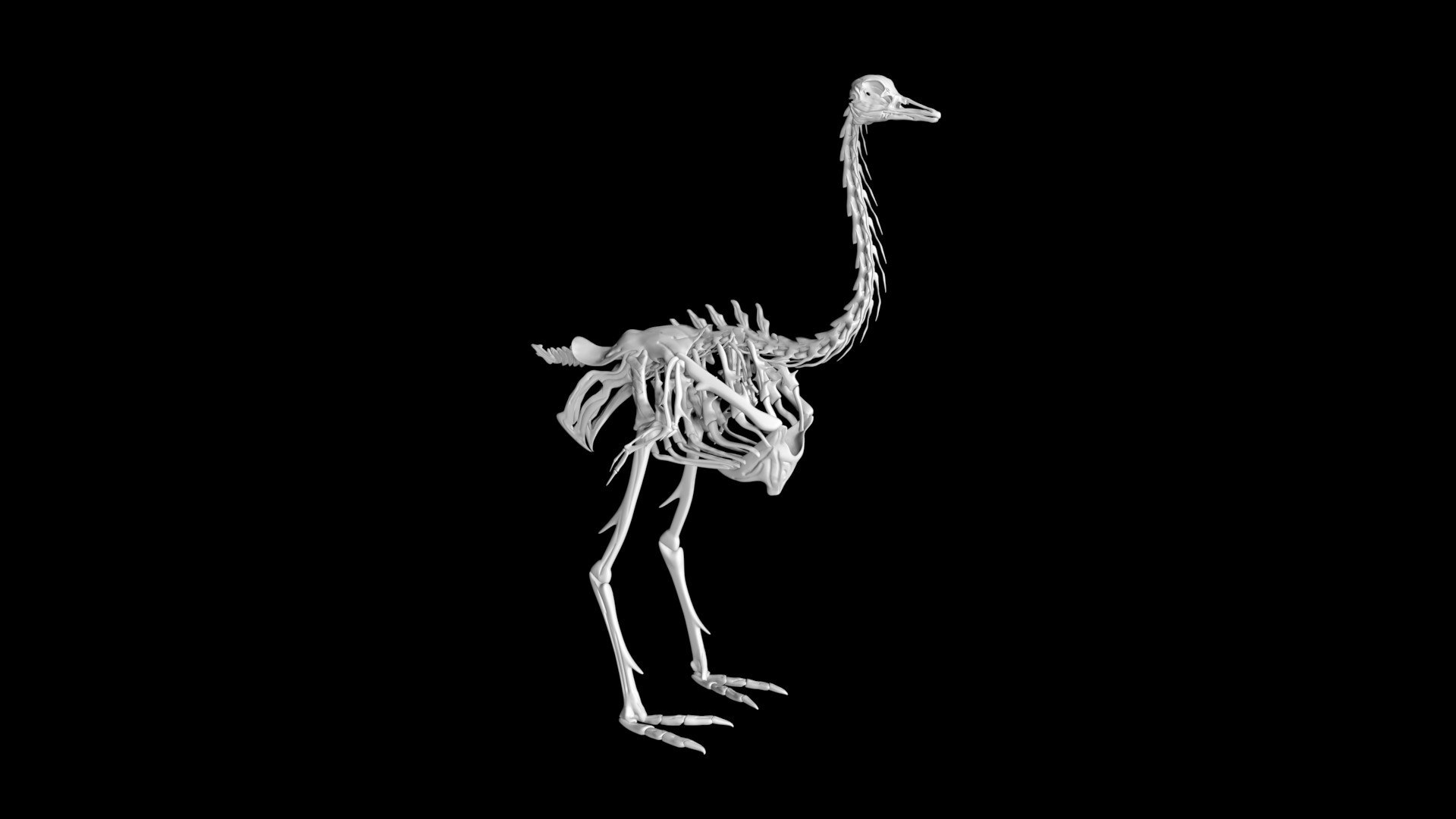 ostrichskeleton1.jpg