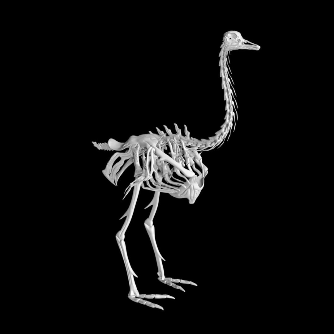 3D Model Ostrich Skeleton - TurboSquid 1887426