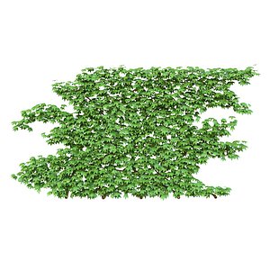 ivy wall model