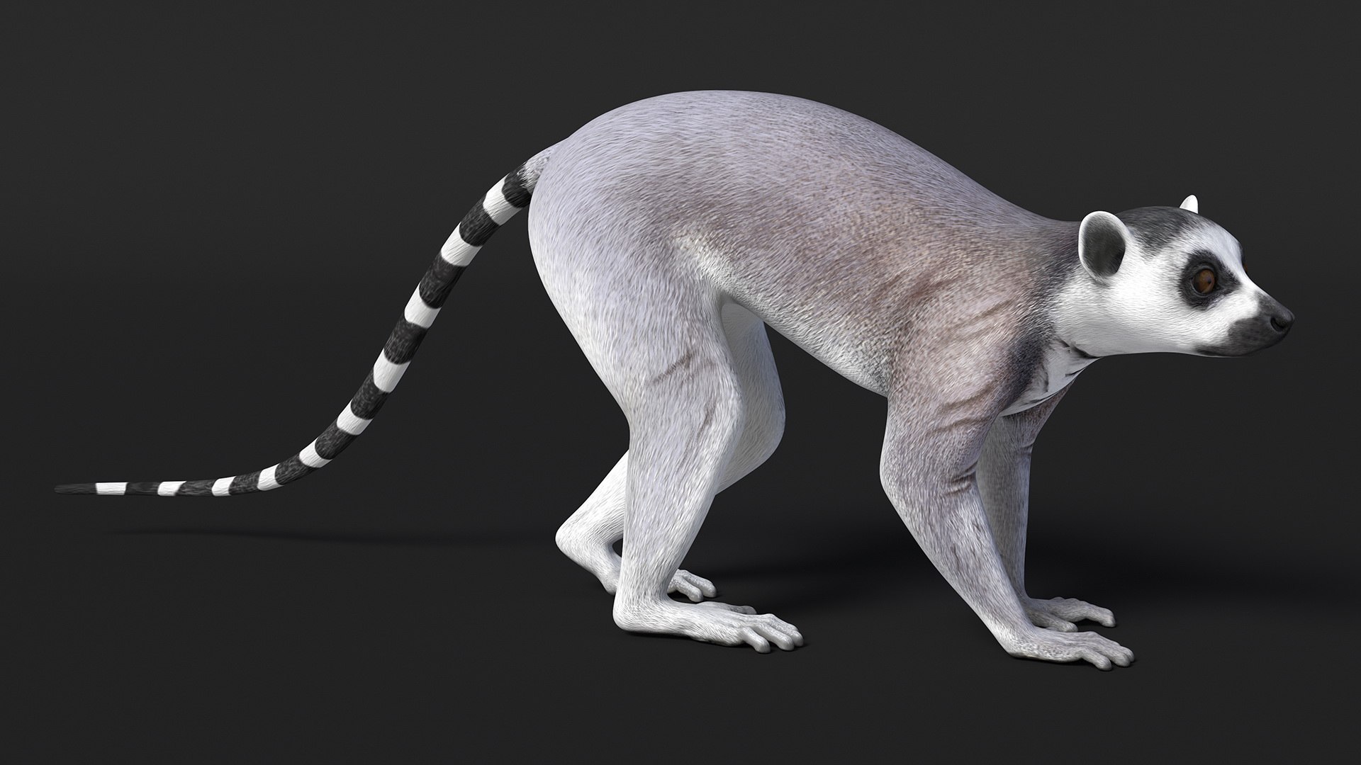 Grey Lemur Walking 3D Model - TurboSquid 2197400
