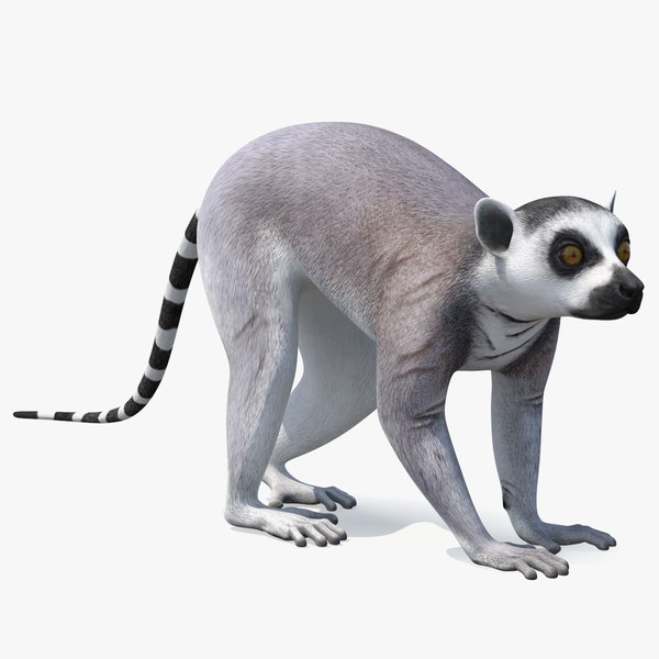 modelo 3d Lémur gris caminando - TurboSquid 2197400