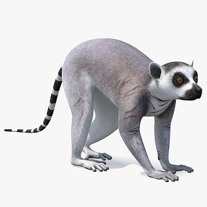Grey Lemur Walking