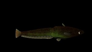 fish catfish model