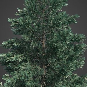 2021 PBR White Engelmann Spruce Collection - Picea Engelmanni Glauca Collection