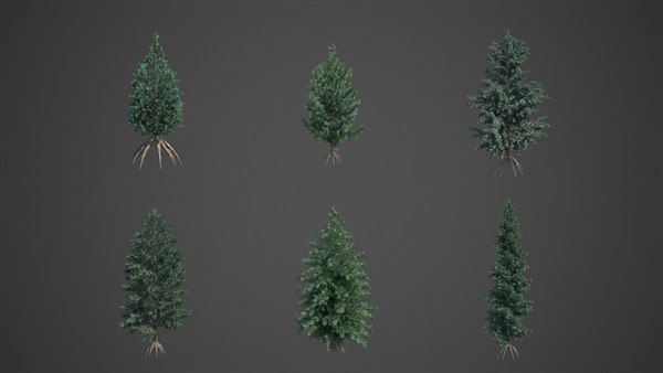 modelo 3d Colección 2021 PBR White Engelmann Spruce - Colección Picea ...