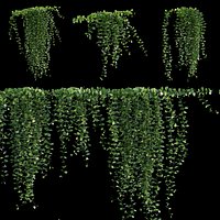 Dischidia Species  Rain of Coins