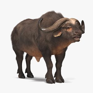 3D syncerus caffer african buffalo