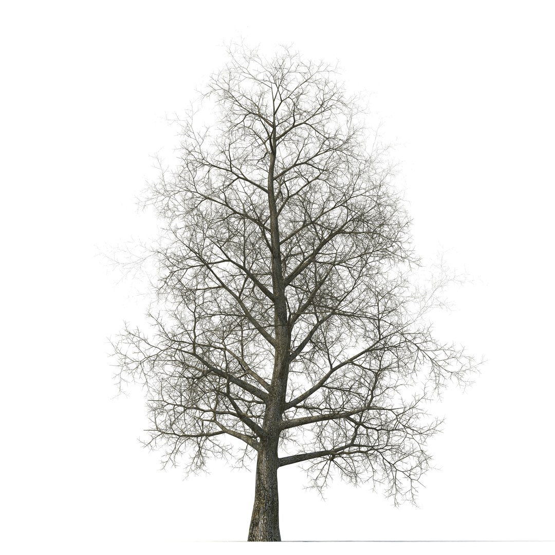 Yellow Poplar Old Tree Winter 3D Model 3D model preview