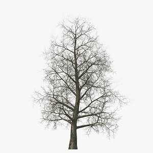 Yellow Poplar Old Tree Winter 3D Model