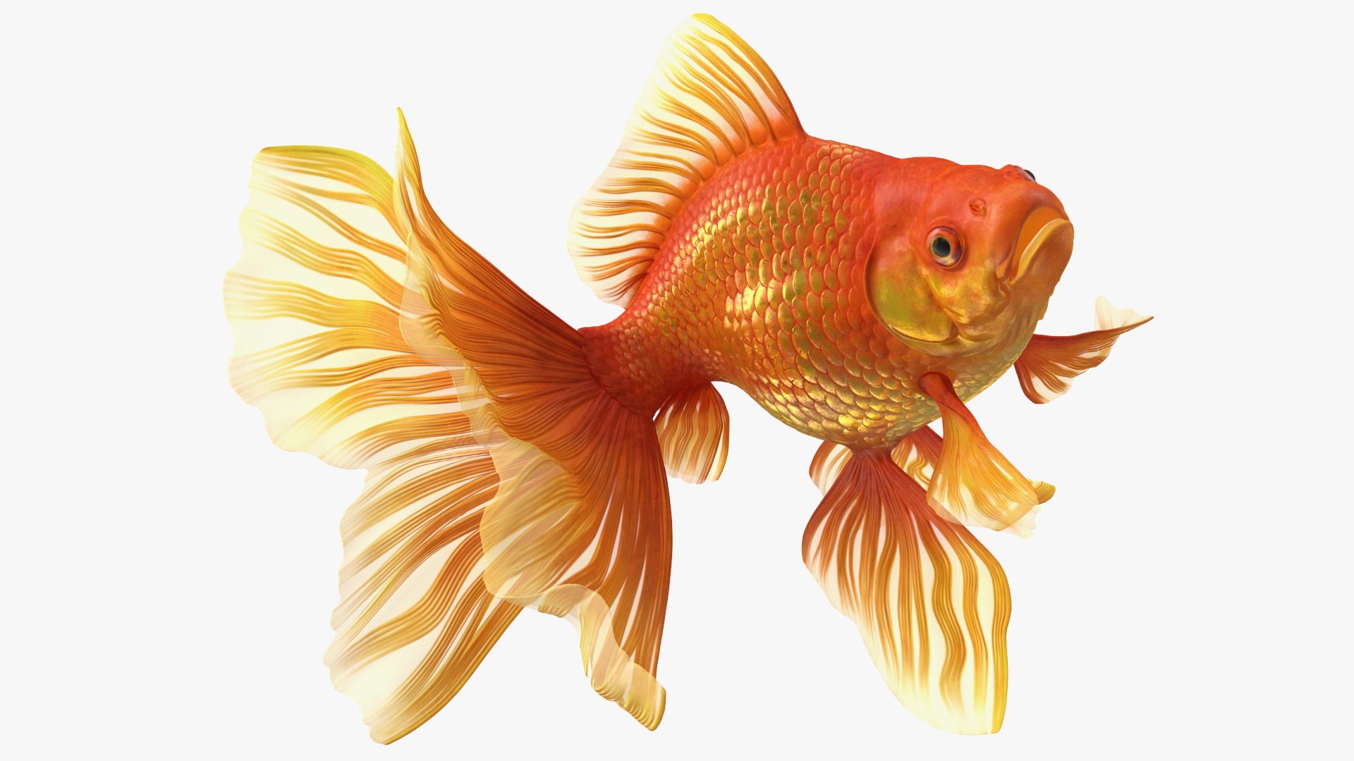 Orange Fancy Fantail Goldfish Swim 3D model preview