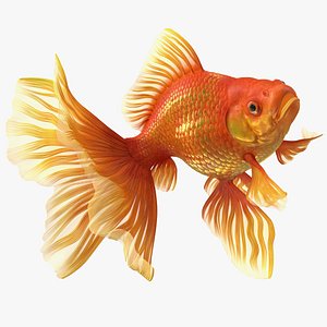 Orange Fancy Fantail Goldfish Swim
