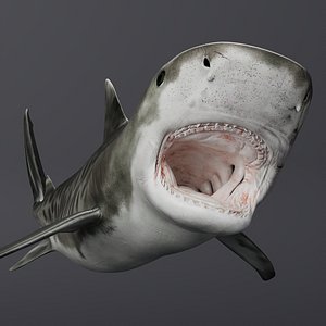 Tiger Shark Swim Fast Animated Rigged For Maya 3D model