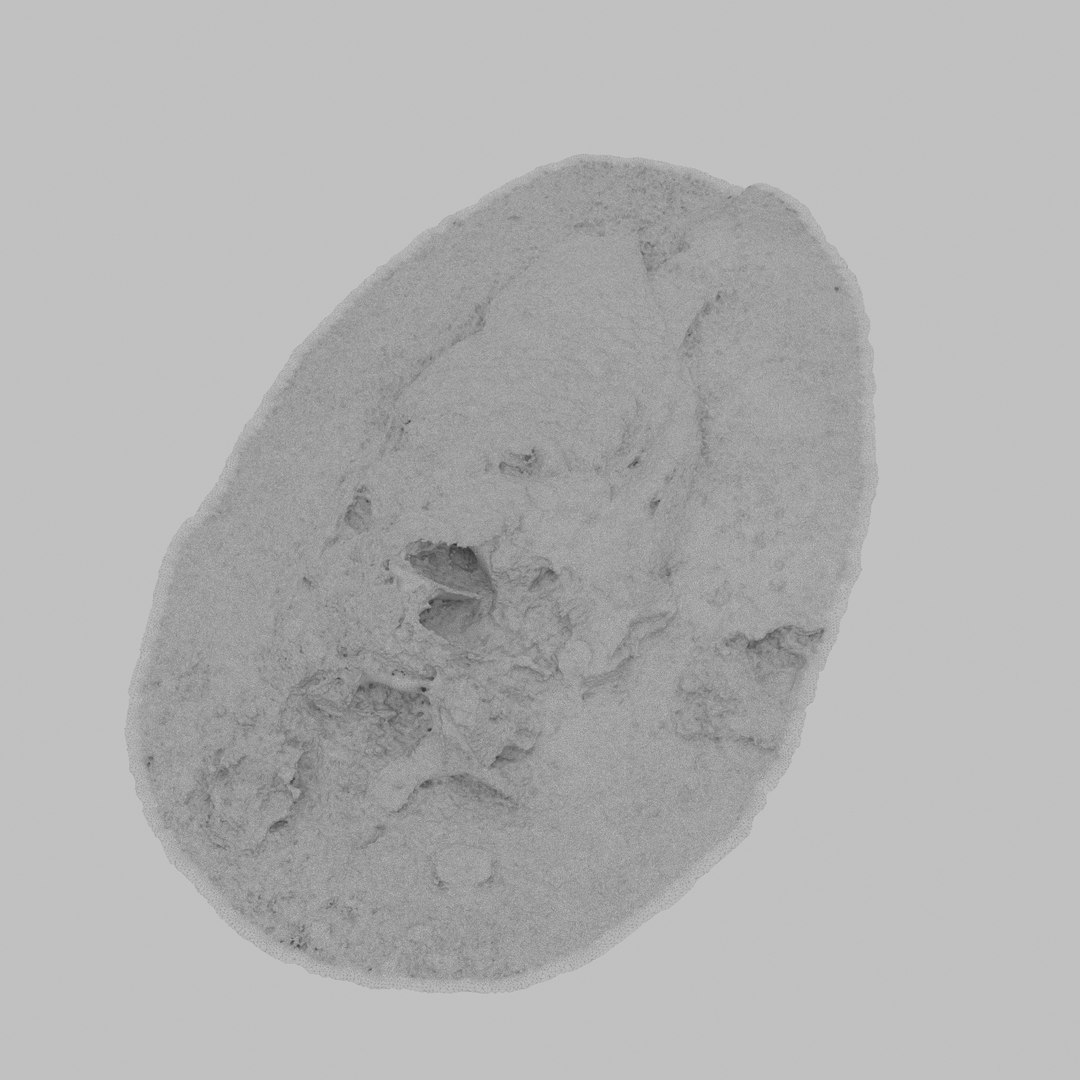 Dead Fish Model - TurboSquid 1431445
