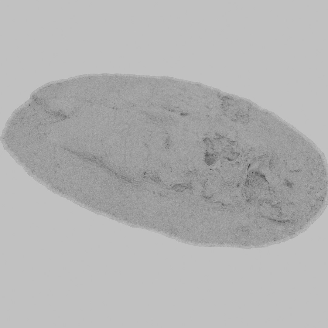 Dead Fish Model - TurboSquid 1431445