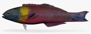fbx cortez rainbow wrasse