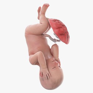 3D Fetus Week 42 Static model