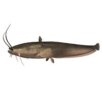 wels catfish