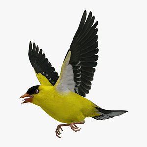 Spinus Tristis 'American Goldfinch'