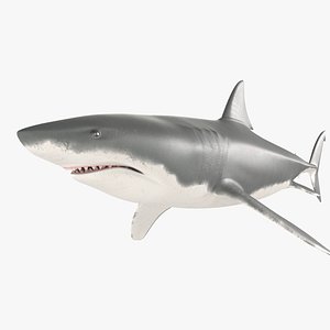 3D White shark
