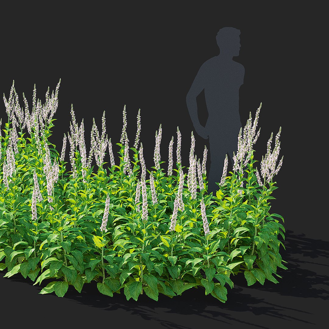 Verbascum white flower 3D model https://p.turbosquid.com/ts-thumb/FW/ZxUreM/Z4/varbascum_white_view_01/jpg/1702383615/1920x1080/fit_q87/13124e7f5becc3a32c3d1328dba13729921fbe43/varbascum_white_view_01.jpg