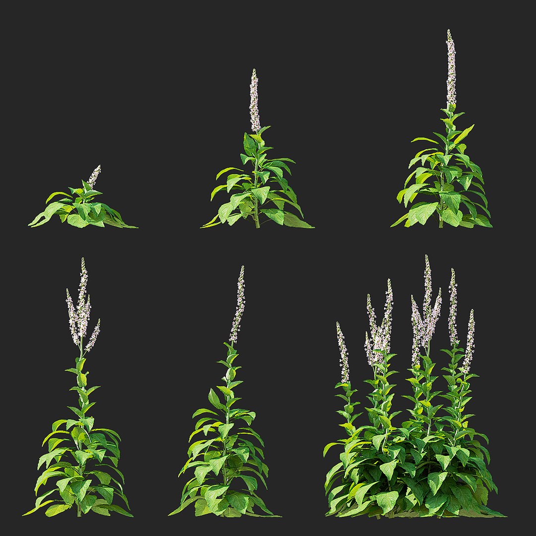 Verbascum white flower 3D model https://p.turbosquid.com/ts-thumb/FW/ZxUreM/gN/varbascum_white_view_04/jpg/1702383616/1920x1080/fit_q87/4d5a9da5d460e4322f81f59ea3f681161f90fa72/varbascum_white_view_04.jpg