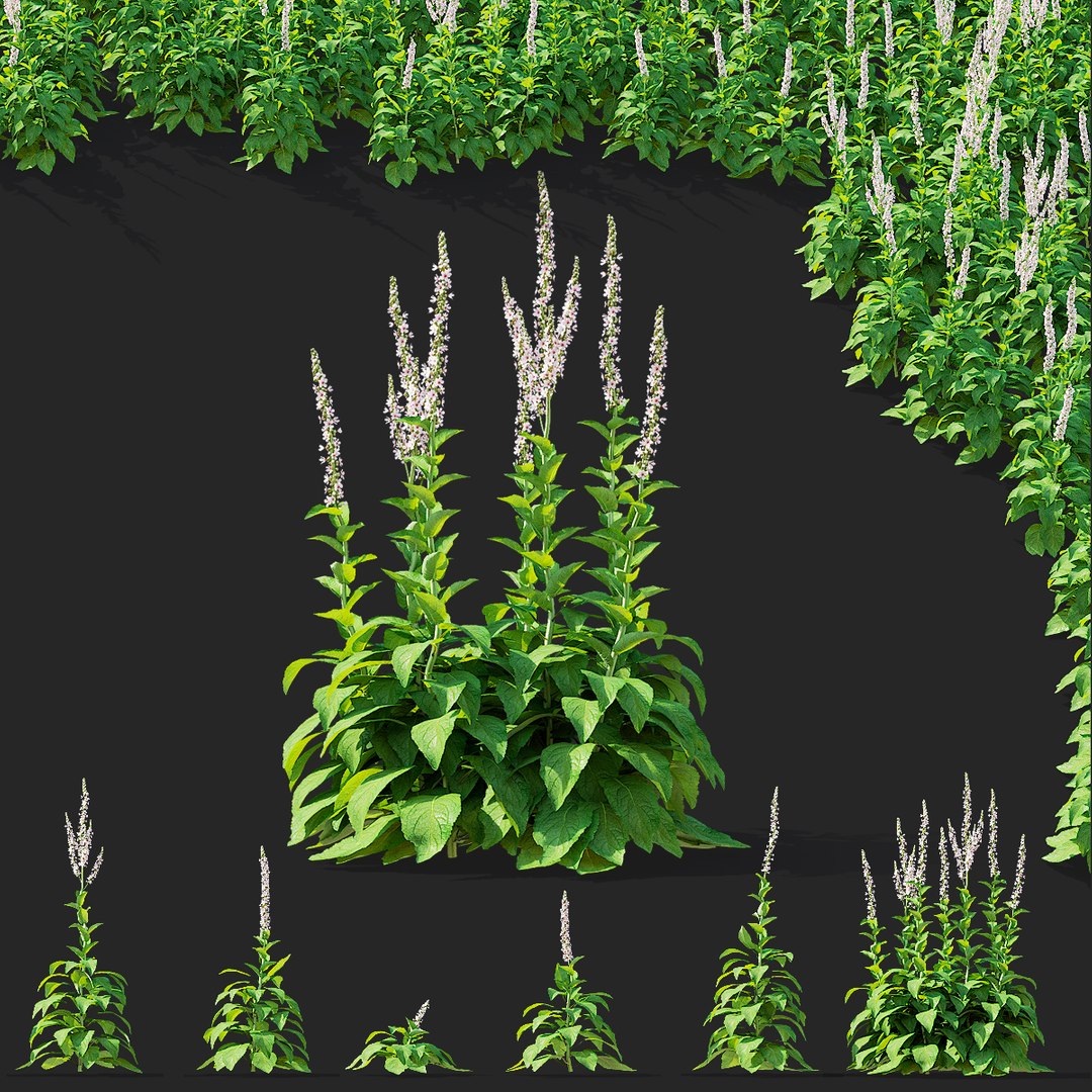 Verbascum white flower 3D model https://p.turbosquid.com/ts-thumb/FW/ZxUreM/jS/verbascum_white_preview_01_clear/jpg/1702383600/1920x1080/fit_q87/cdeb1a8f3aefb19d9fc74a5363a7f388e6f9b432/verbascum_white_preview_01_clear.jpg