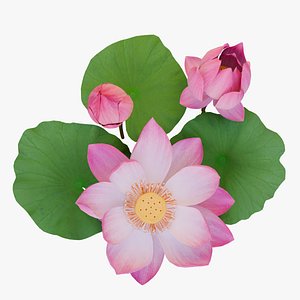 Realistic Lotus Flower and Buds 3D model