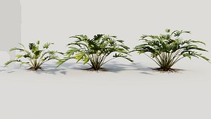 Philodendron xanadu a 3D