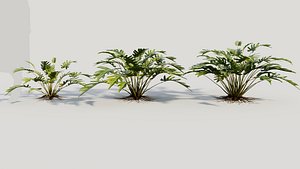 Philodendron xanadu a